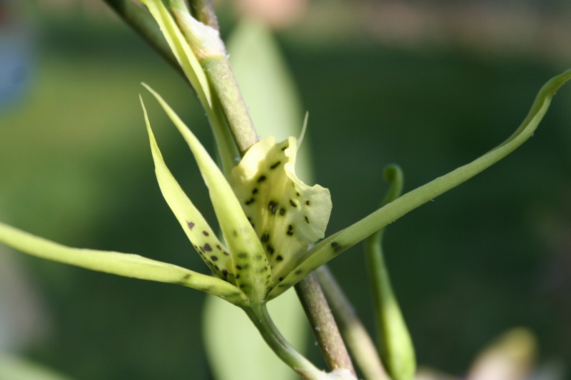 brassia (verrucosa x maculata) x verrucosa Img_2816