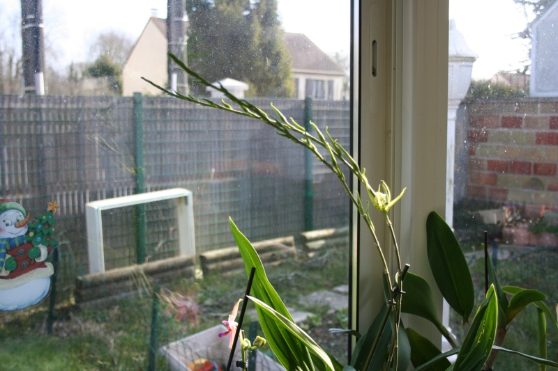 brassia (verrucosa x maculata) x verrucosa Img_2817
