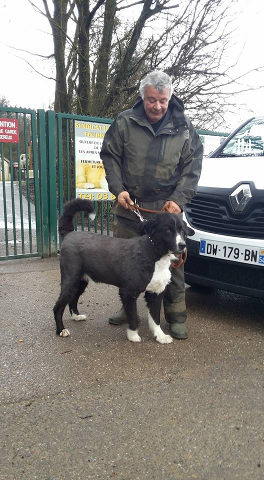 Pongo x-border collie (01/01/2010) Moineville Pongo_10