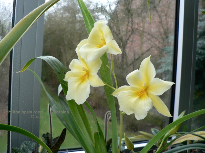 Miltoniopsis roezlii f. xanthina Milton13