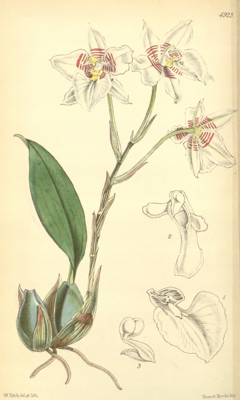 Rhynchostele cervantesii ( Odontoglossum / Lemboglossum cervantesii )  Rhynch11