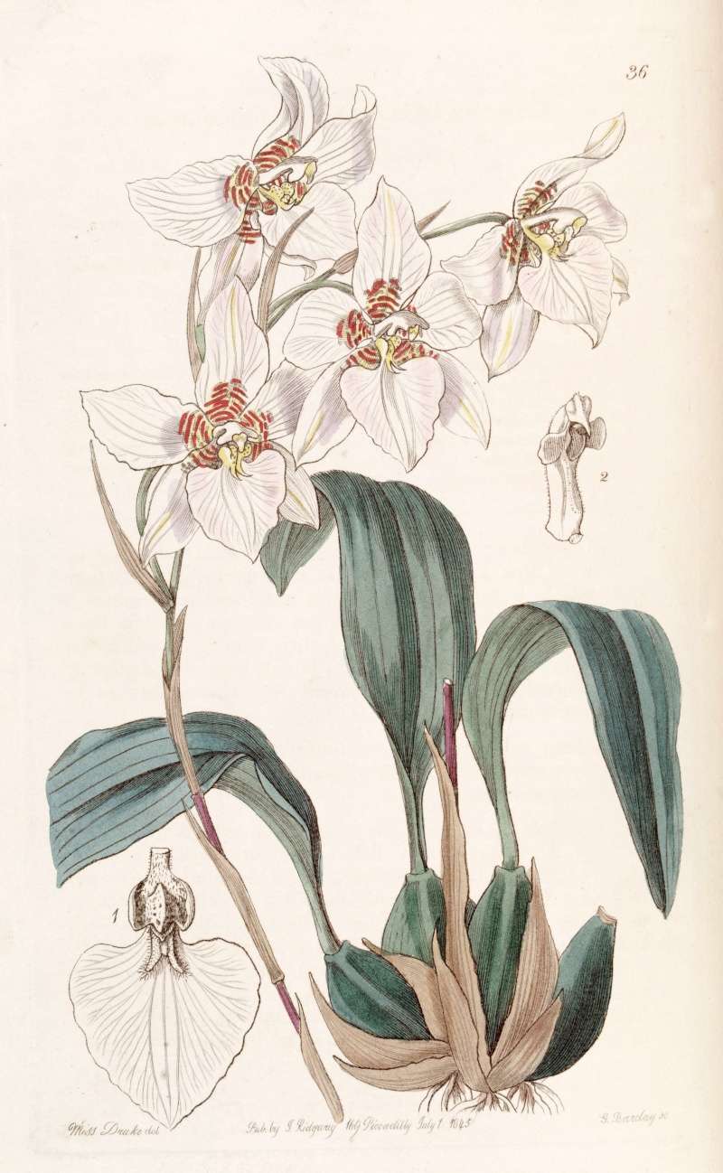 Rhynchostele cervantesii ( Odontoglossum / Lemboglossum cervantesii )  Rhynch12