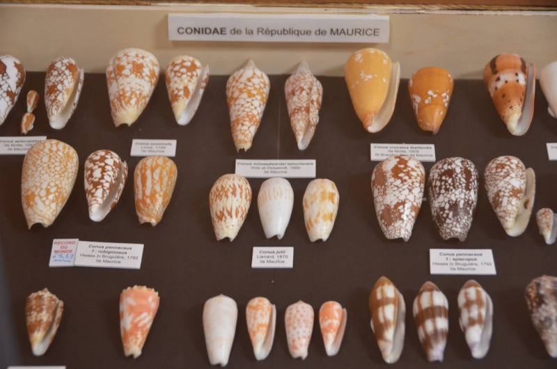 Conus (Darioconus) crocatus Lamarck, 1810 - Page 4 12823410