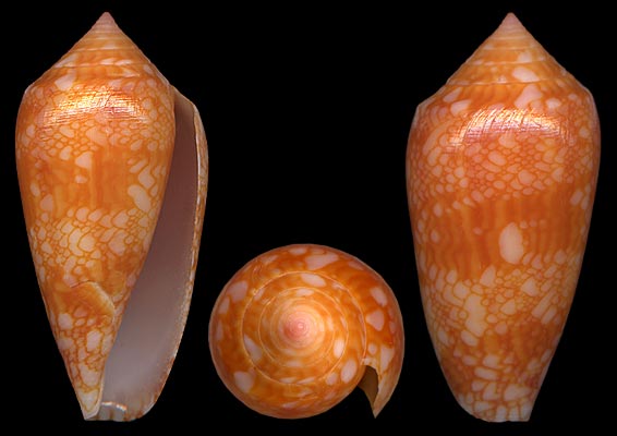 Conus (Cylinder) archiepiscopus suzannae   van Rossum, 1990 Textil10