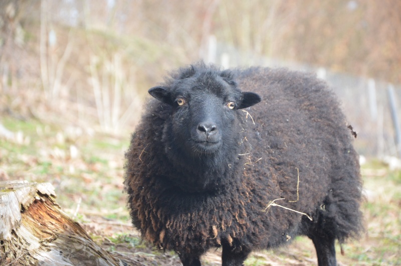 Mes moutons ! Dsc_0614