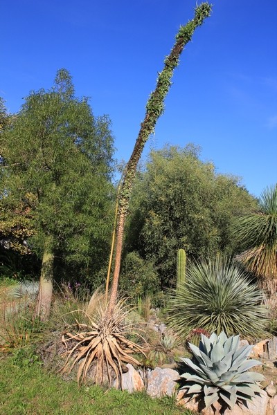 Agave ovatifolia Agave_10