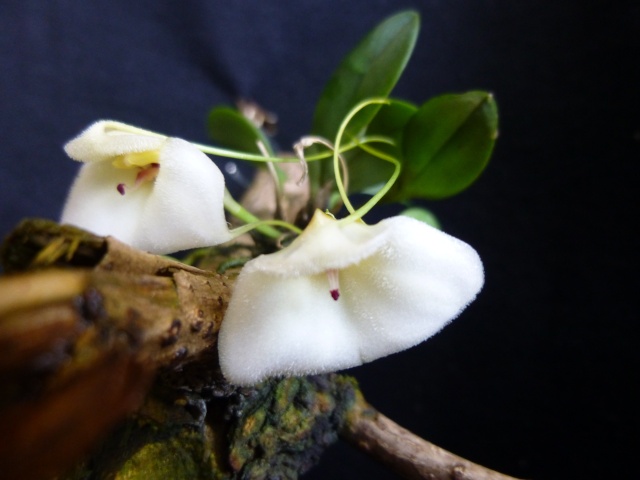 Miniatur-Orchideen Teil 3 - Seite 5 Masdev10