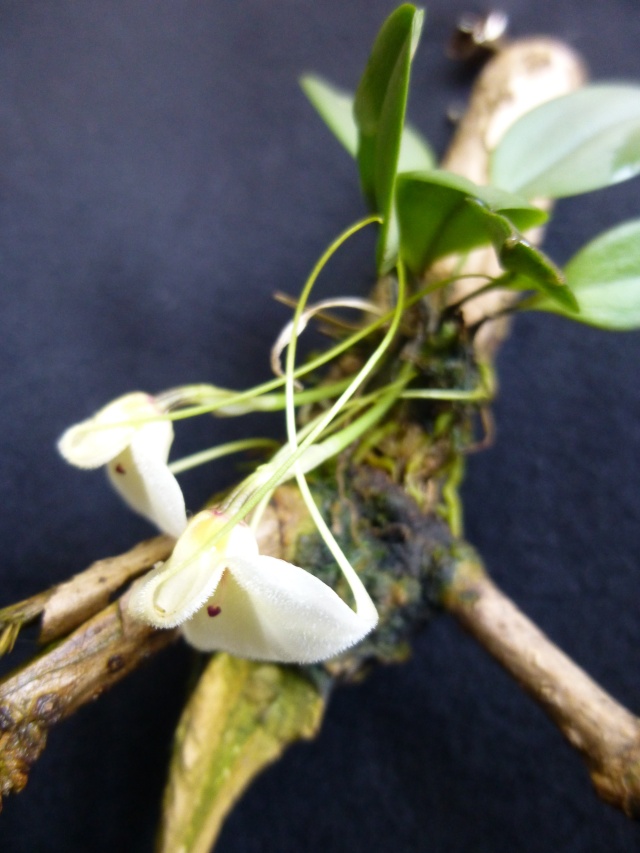 Miniatur-Orchideen Teil 3 - Seite 5 Masdev11