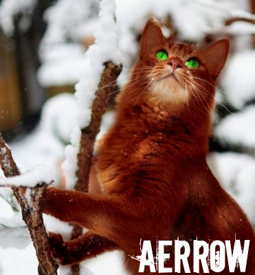 Cats I'm going to be making Aerrow10