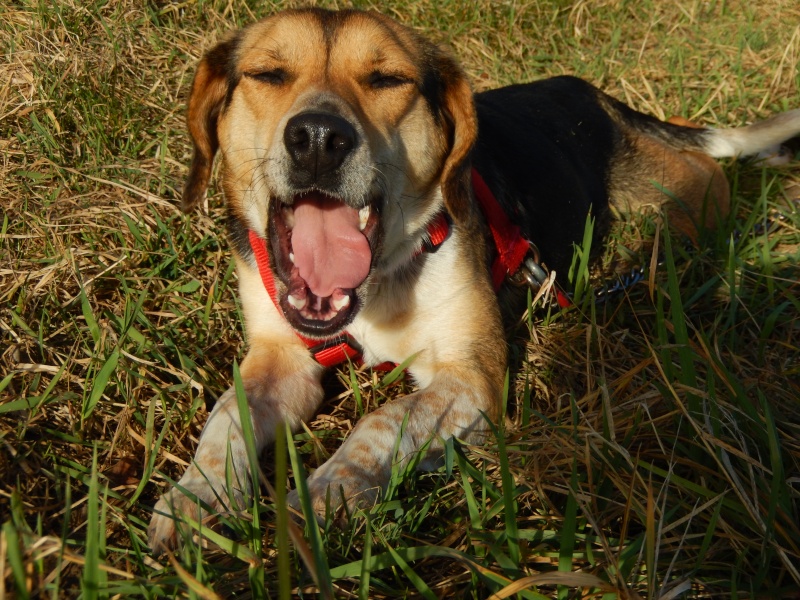 ILONA ( femelle croisée beagle) 5_dscn14