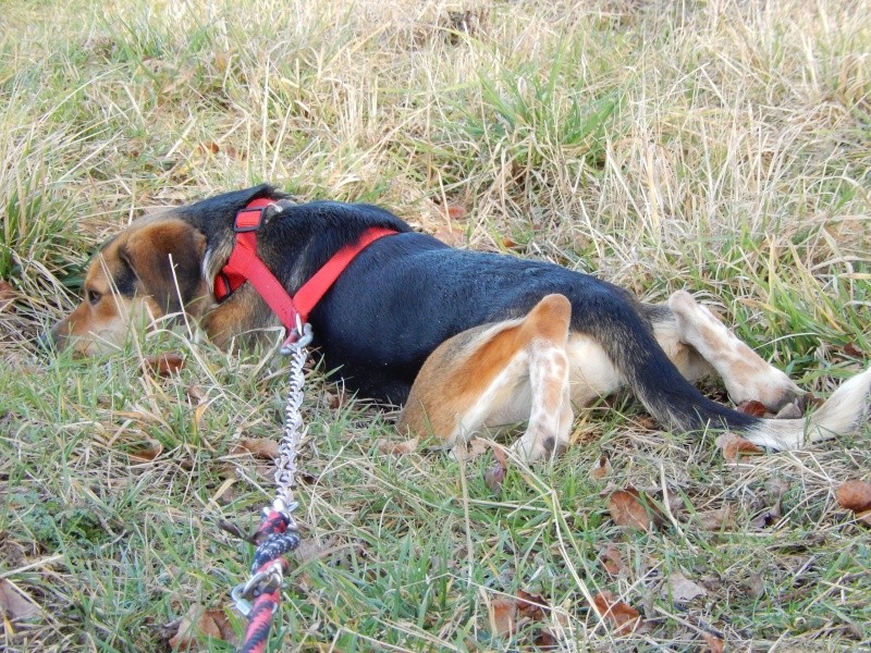 ILONA ( femelle croisée beagle) 6_dscn13