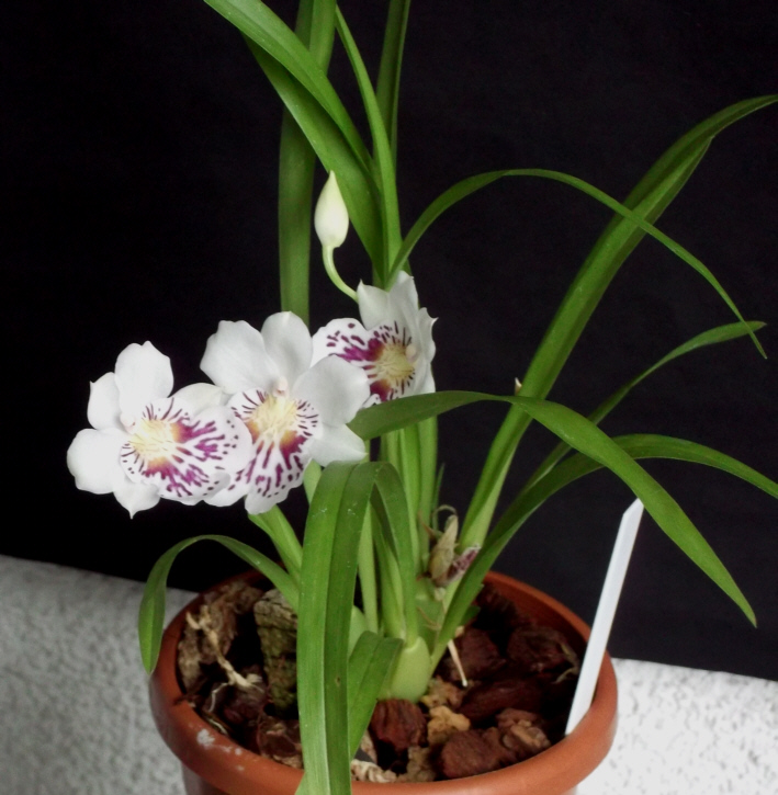 Miltoniopsis phalaenopsis (syn. Miltonia phalaenopsis, Odontoglossum phalaenopsis) Mexico10
