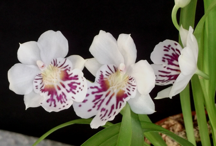 Miltoniopsis phalaenopsis (syn. Miltonia phalaenopsis, Odontoglossum phalaenopsis) Milton10