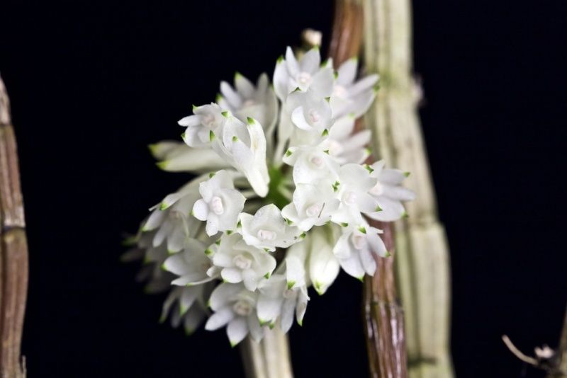 Dendrobium purpureum white Img_0117