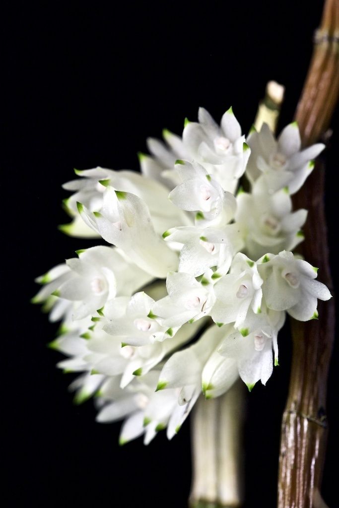 Dendrobium purpureum white Img_0118