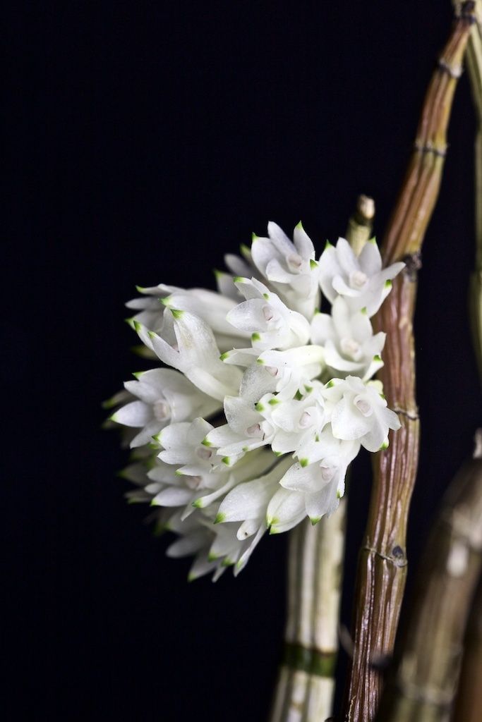 Dendrobium purpureum white Img_0119