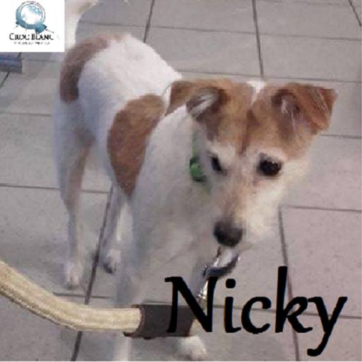 Nicky X Jack russel née en 2005 / Association croc blanc (54) Nicky_11