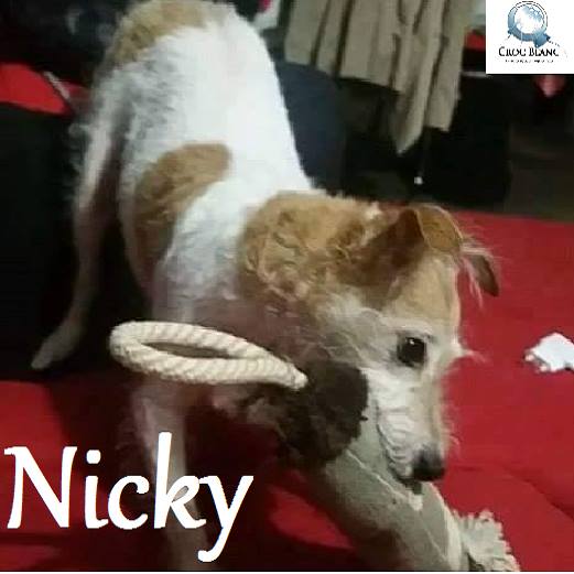 Nicky X Jack russel née en 2005 / Association croc blanc  Nicky_12