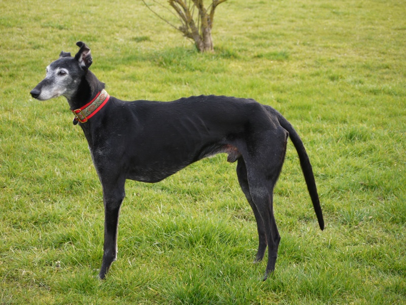 TURAM, galgo noir 9 ans. Adopté - Page 3 P1240110