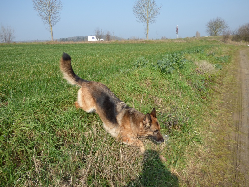 EDJY ma German sheperd^^ - Page 34 Nenett13