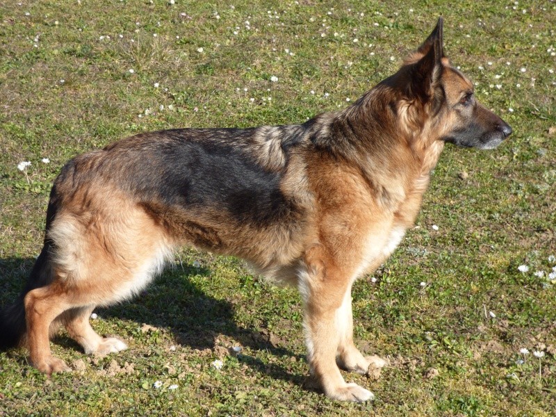 EDJY ma German sheperd^^ - Page 36 Profil10