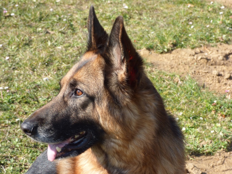 EDJY ma German sheperd^^ - Page 36 Profil11