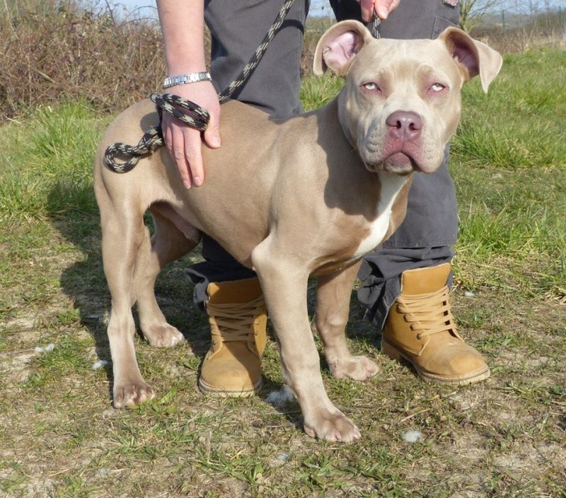 GRISON, mâle x braque / dogue argentin, à adopter  (SUISSE) 58191011