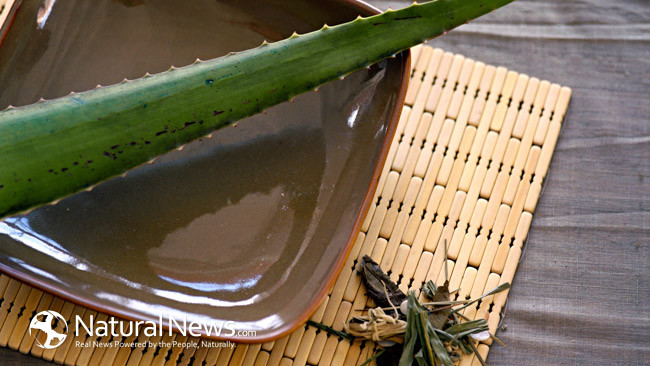 WHY EGYPTIANS CALLED ALOE VERA " THE PLANT OF IMMORTALITY"? Aloe-p10