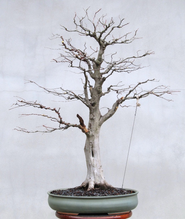 American Bonsai at the NC Arboretum - Page 39 Melvin11