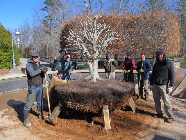 American Beech Somethingorother Moving15