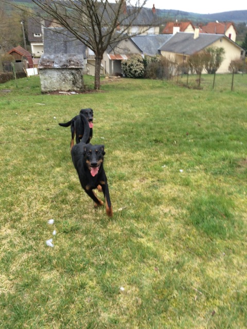 Roméo et Juliette deux chiots beaucerons LOF de 10 mois en urgence. Un mâle et une femelle Img_5910