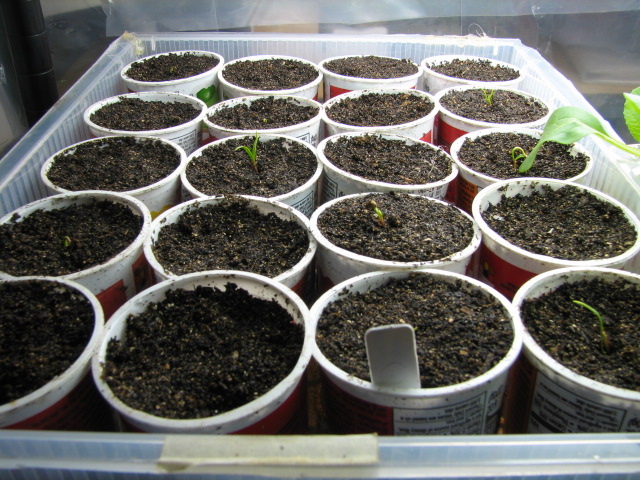 spinach - Problems getting spinach seeds to sprout? Try this... - Page 2 Spinac10