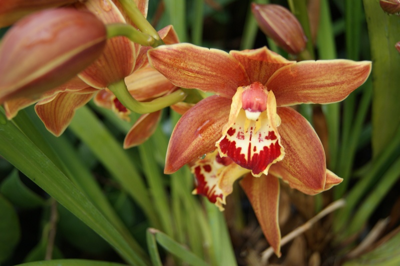 Floraisons de Cymbidium Dsc05912