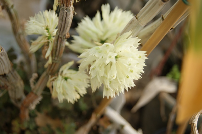 Dendrobium bracteosum  Dsc05914