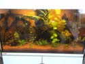 Présentation de mon aquarium (240L) Img_1316