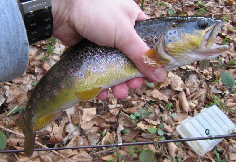  Vos petites sorties Truites/Salmonidés 2016 Img_3110