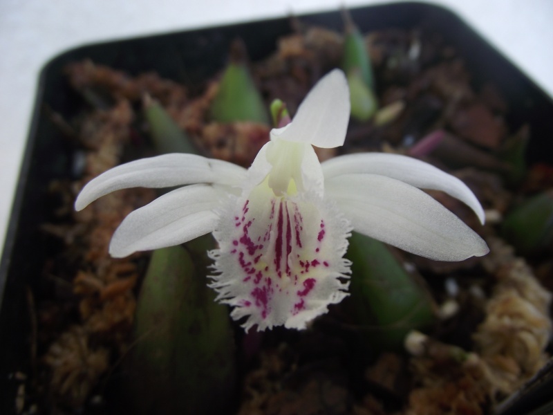 Pleione forrestii f. semi-alba  Dscf8315