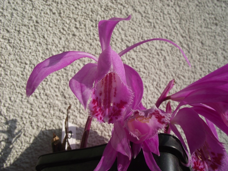 Pleione Hekla (P. pleionoides x P. humilis) Dscf8316