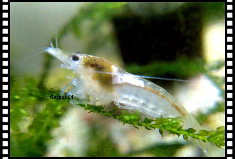 pluie - Gozgull Shrimp's - Page 9 12801110