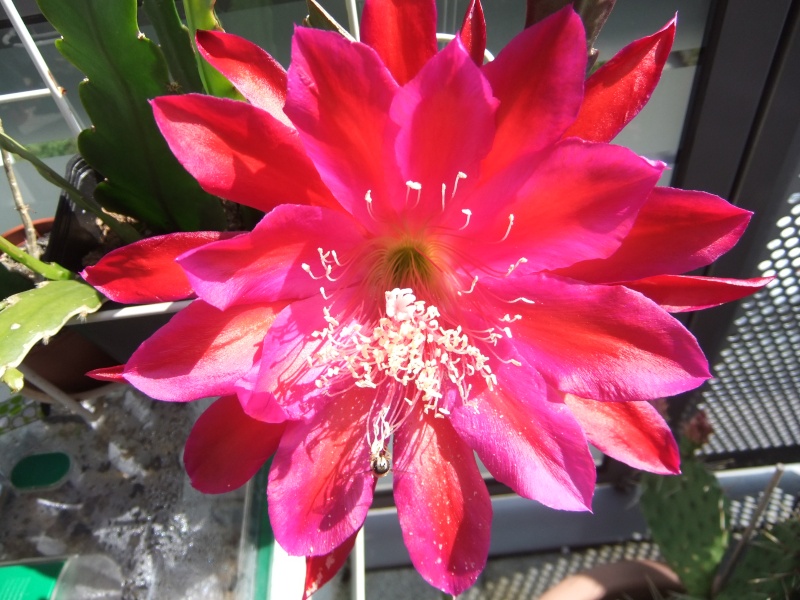 Epiphyllum (Blattkakteen) 10110