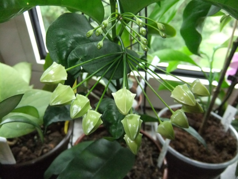 Hoya multiflora H_comp21