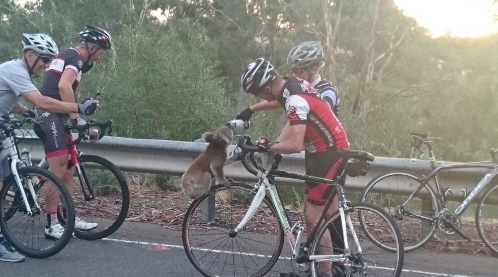 Il koala e i ciclisti