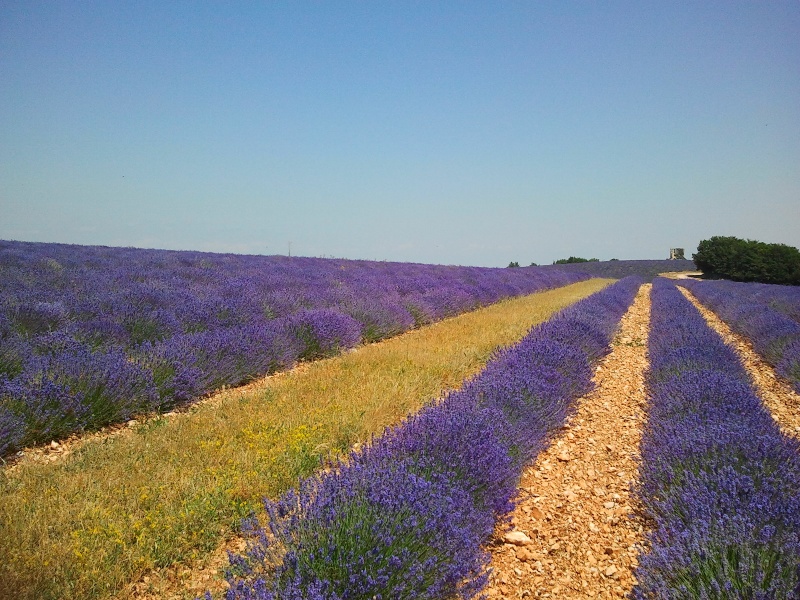 Aujourd'hui ca tournait autour du géant de Provence  . Photo210