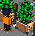 [ALL] Game Habbo Samba: La Parata di Carnevale #6 Entrat10