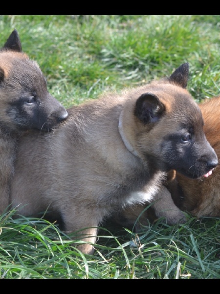 Recherche élevage de malinois - Page 6 A629ee10