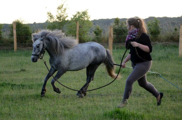 L'équitation sans mors - Page 4 10366210