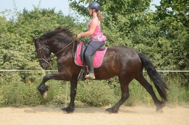 L'équitation sans mors - Page 4 15264910