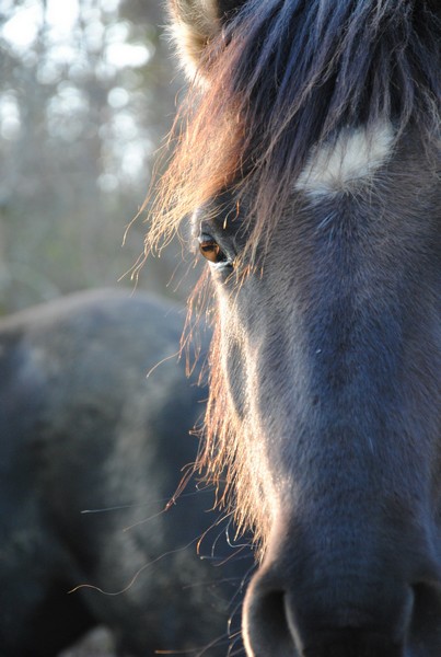 Candy (OC grulla) - Page 10 20160318