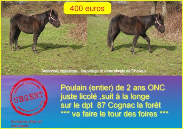 Poulain, 2 ans, URGENT, IL VA FAIRE LES FOIRES, Dep 87   12422410