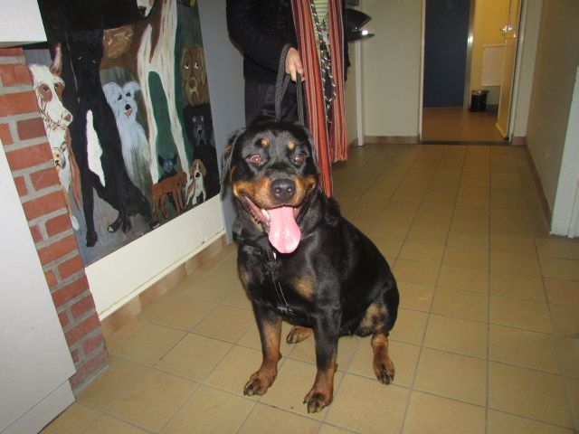 Chance Rottweiler, Femelle 1 AN 9 MOIS 116.086.233 I1086215